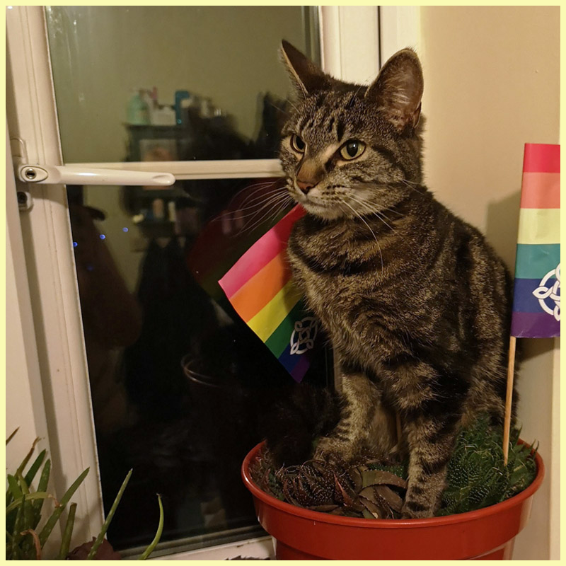 Kitten sitting in a plant pot with pride flags behind her