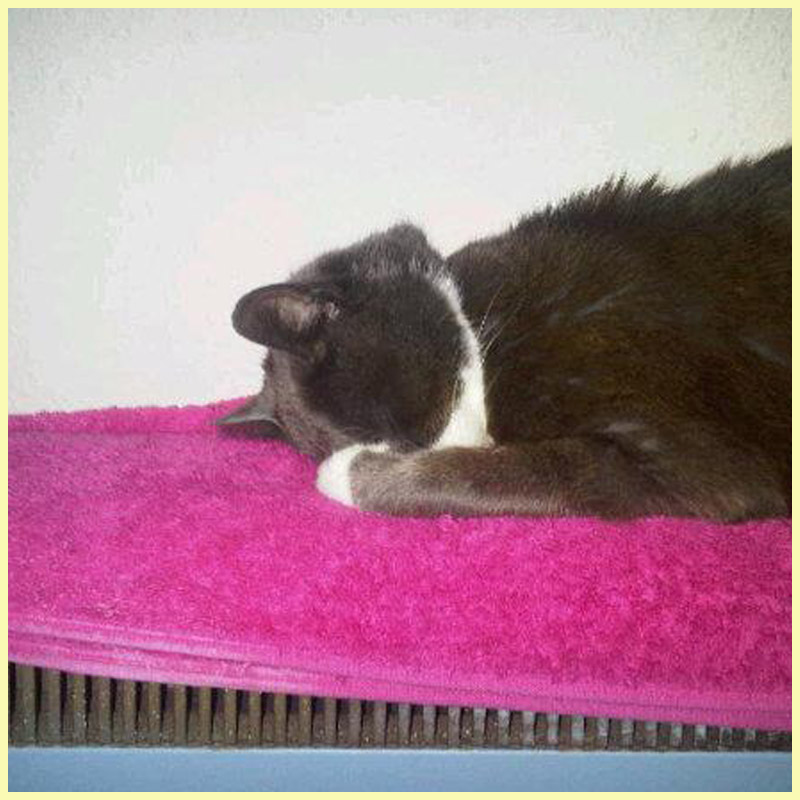 my cat Micky lying face down on a heater