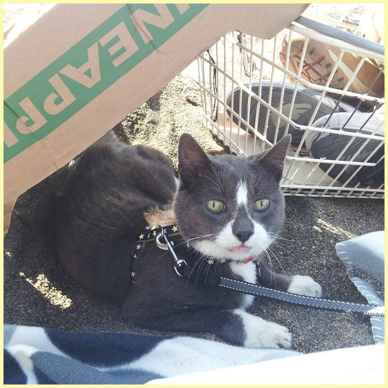 my cat Micky on the beach