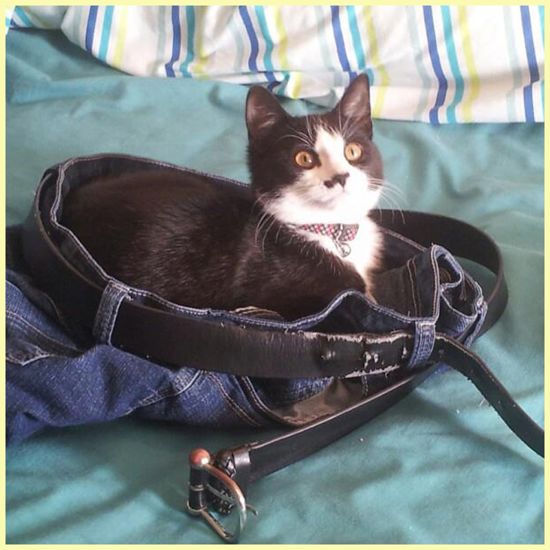 my cat Missy as a kitten sitting in my jeans