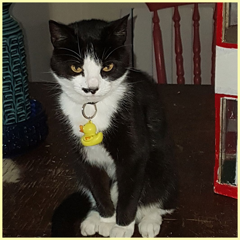 my cat Missy glaring