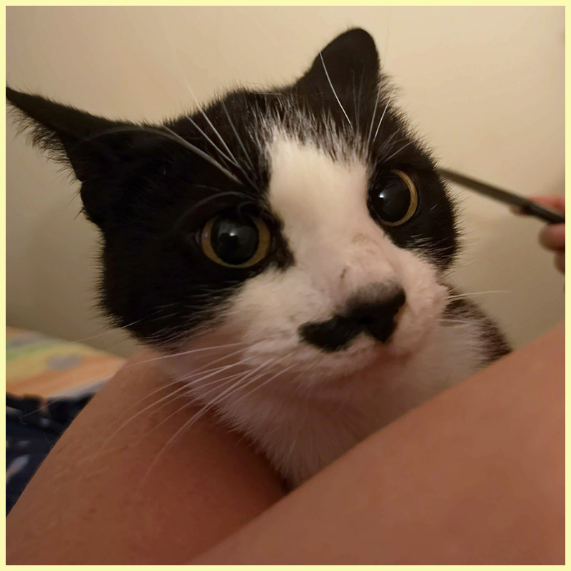 my cat Missy looking slightly alarmed