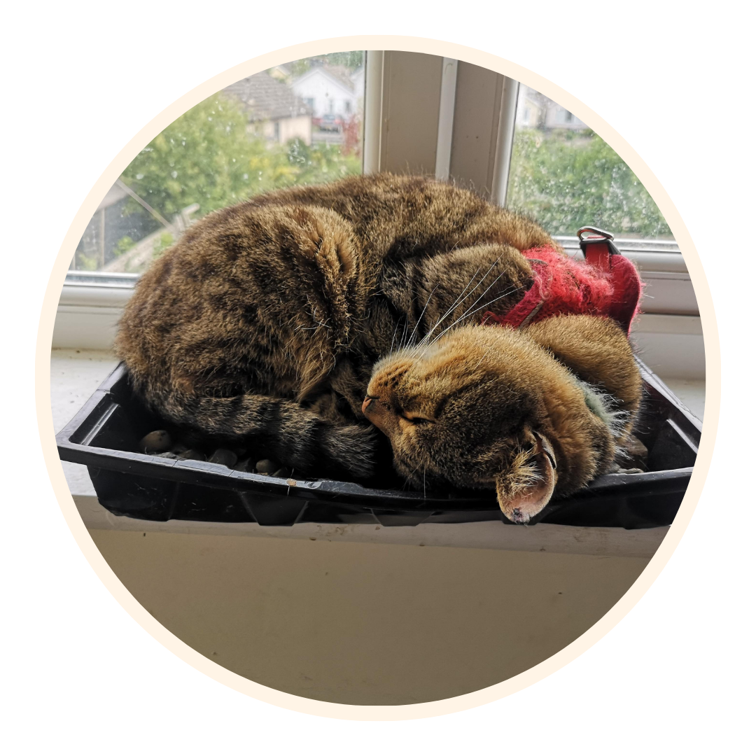 a round pic of a cat asleep in a plant tray