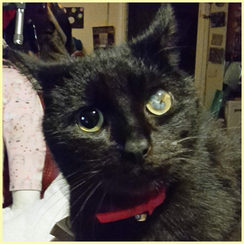 Stink, a black cat with his blind eye clearly shown