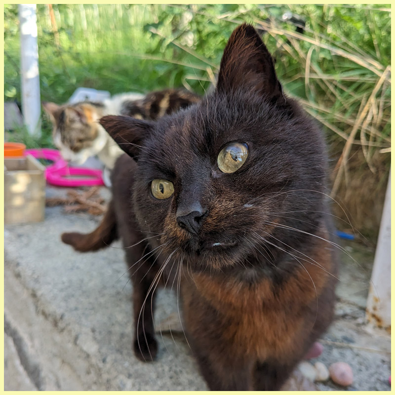 Kitten sleeping in a clear plastic box from the fridge