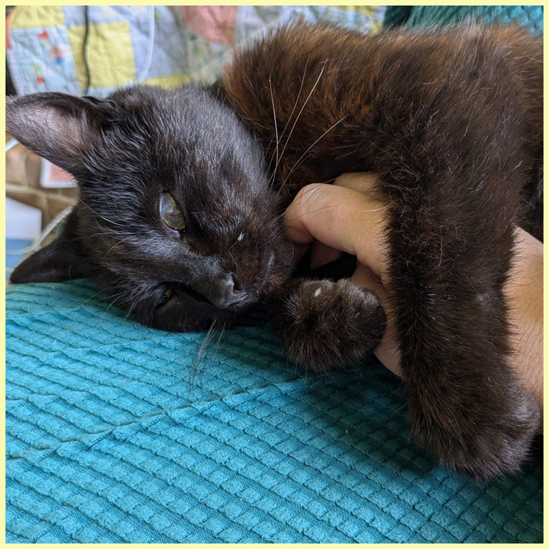 Kitten sleeping in a different plant pot