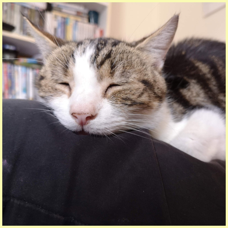 my cat Wiggles looking adorable and asleep