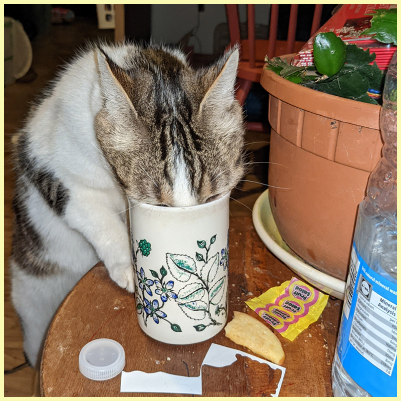 Wiggles with his head in a mug of tea